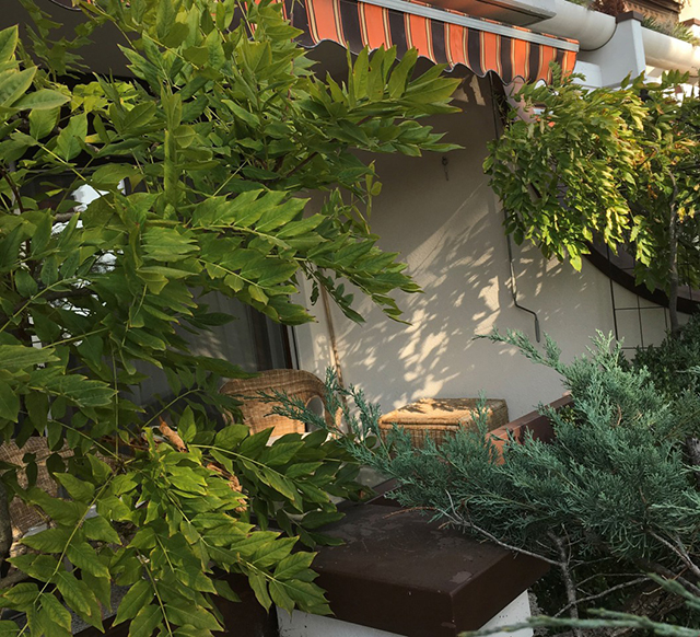 balcony with wisteria